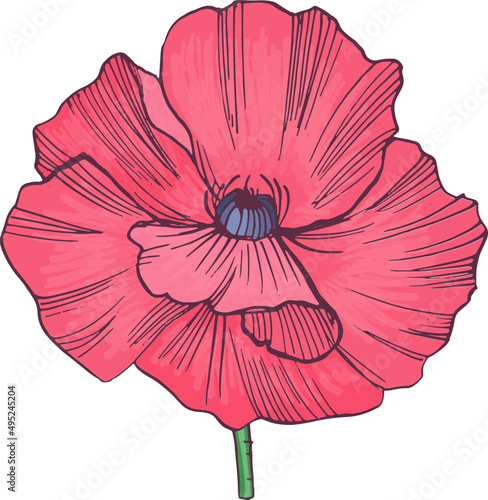 Poppy Flower Hand Draw Realistic Illustration