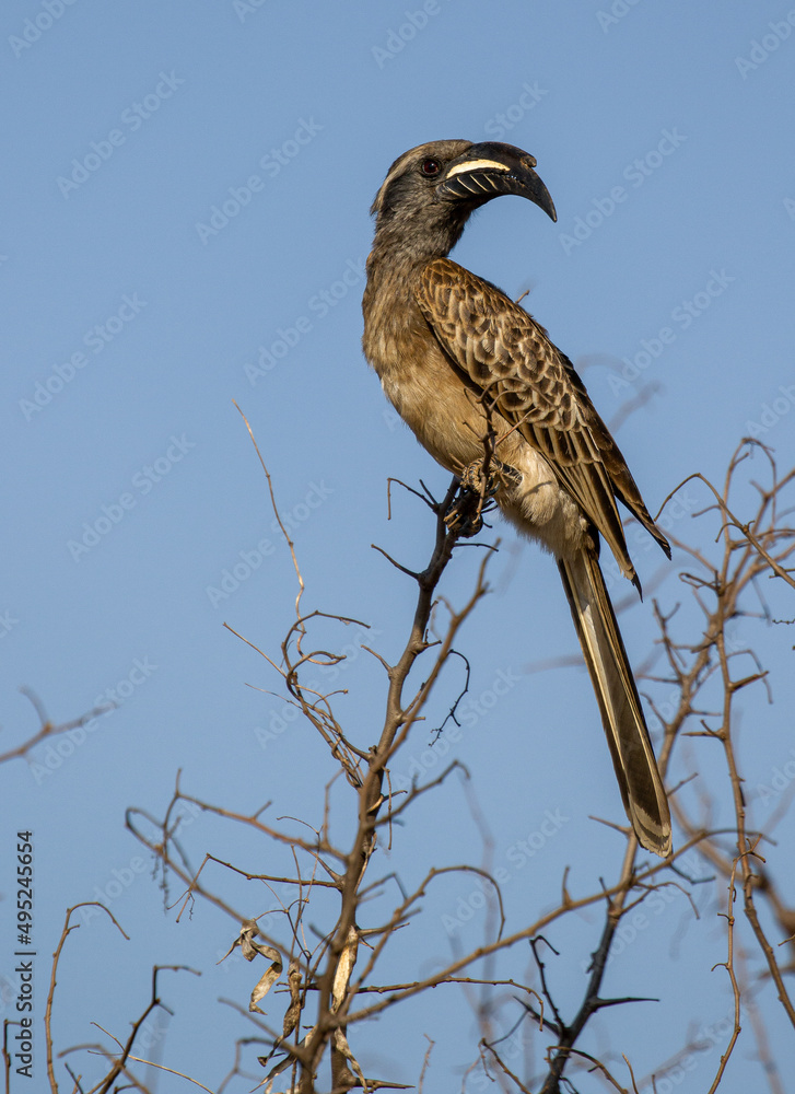 African Grey Hornbill, Pilanesberg National Park African Grey Hornbill, Pilanesberg National Park