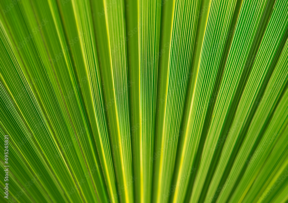 Background of fresh green palm leaf close up. Background of fresh green palm leaf close up.