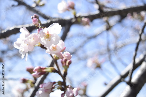       Cherry Blossoms