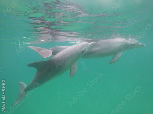 Bottle-nosed dolphins swimming in the sea © Samantha