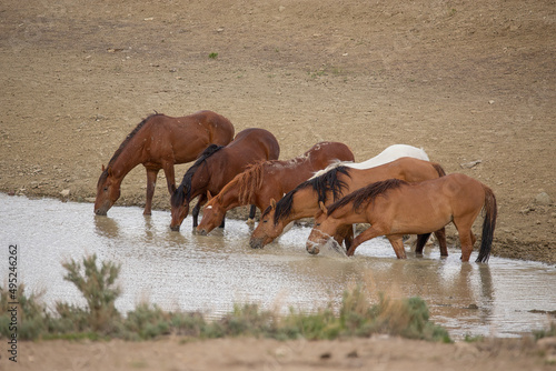 Wild horses at the watering hole in Northern Colorado