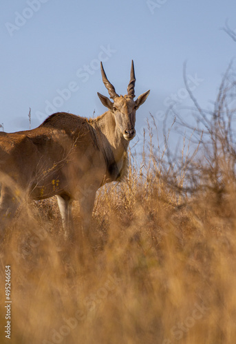 Eland  Addo Elephant National Park