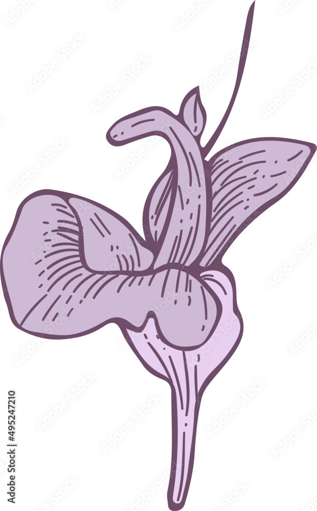 Delicate Flower Hand Draw Realistic Illustration