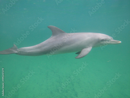 Bottle-nosed dolphin swimming in the sea