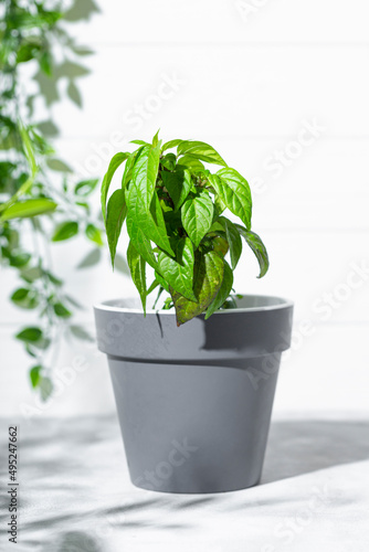 Hot red pepper plant with flowers in a pot. Growing vegetables at home, vegetable garden at home, vertical photo