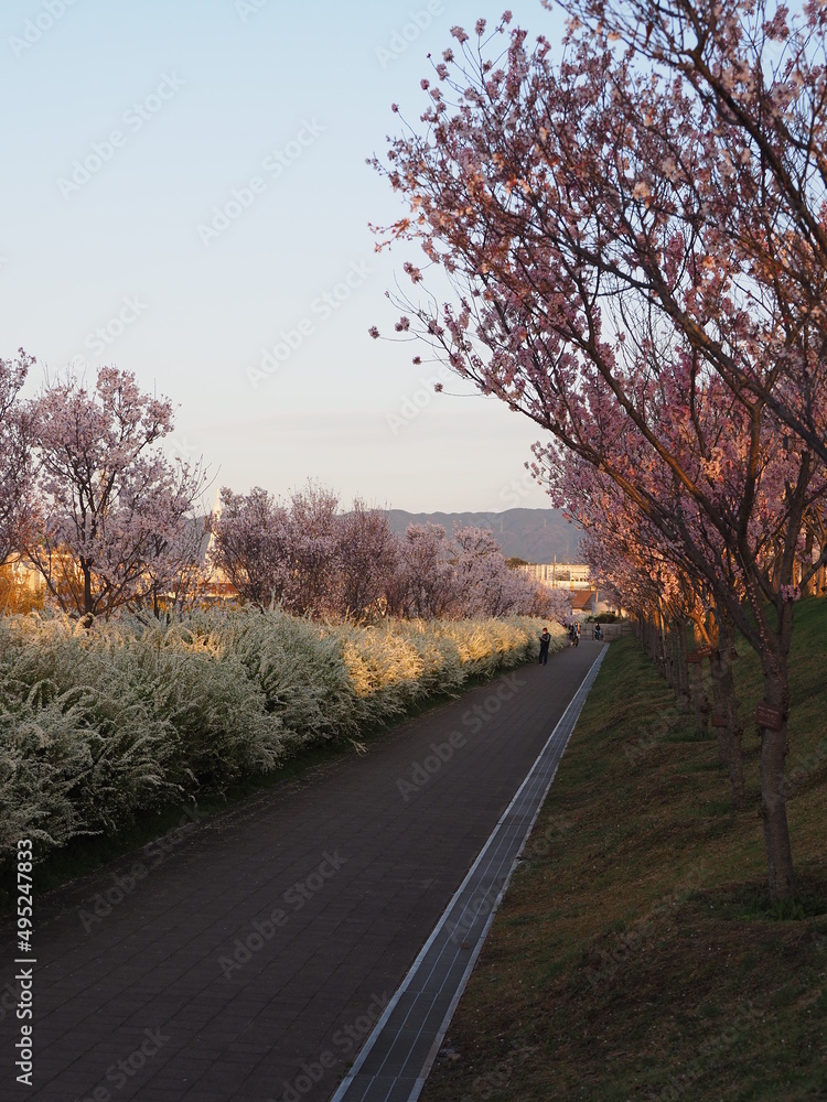 Obraz premium 桜と雪柳の並木道