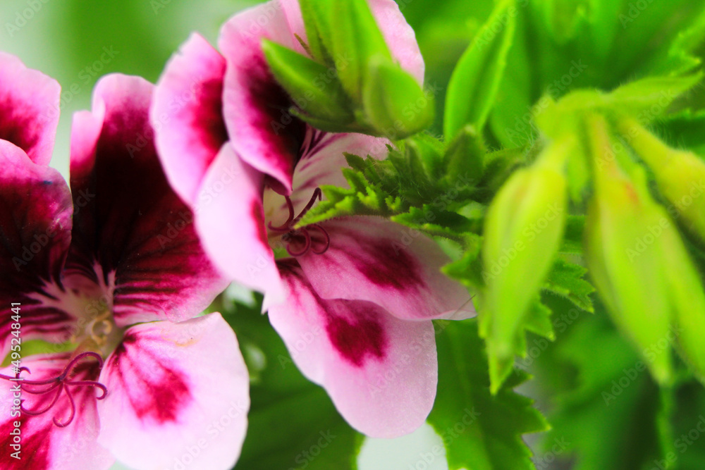 Scented Geranium Pelargonium Crispum flower