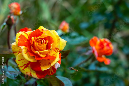 Rose bud with multi-colored yellow and red petals close-up in the garden on a blurred background. Copy space