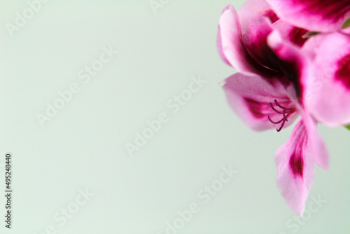 Fototapeta Naklejka Na Ścianę i Meble -  Scented Geranium Pelargonium Crispum flower