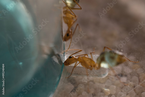 Camponotus maculatus trinkt an blauem Honigwasser macroaufnahme