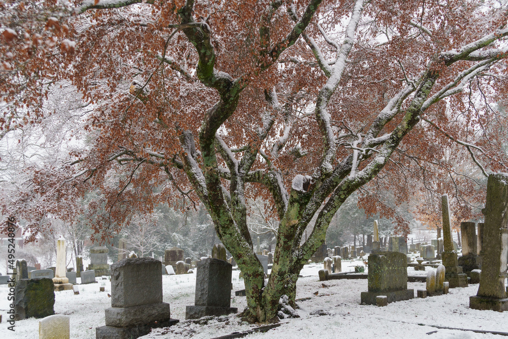 Obraz premium Oak Grove Cemetery - snow-covered tombstones underneath a tree