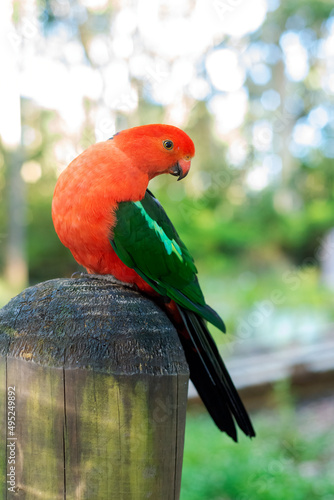 Closeup portrait of Australian king parrot taken outdoors. photo