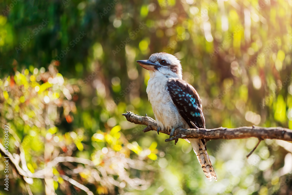Portrait of laughing kookaburra on a tree. Portrait of laughing kookaburra on a tree.