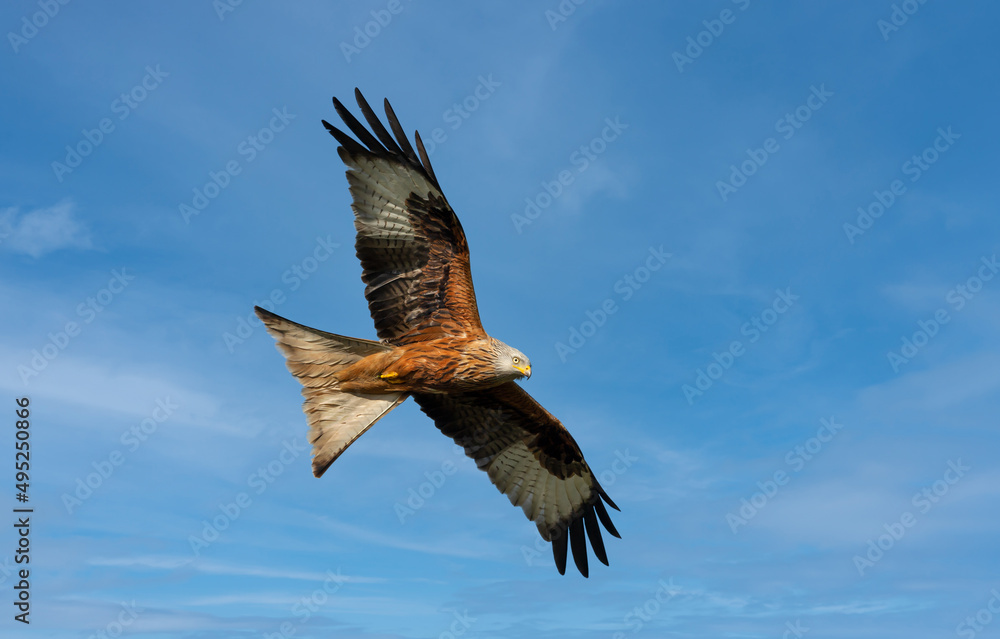 Close up of a Red kite in flight against blue sky