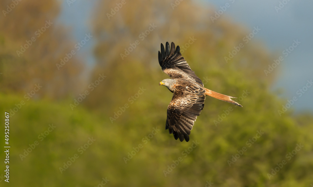 Obraz premium Close up of a Red kite in flight over trees in summer