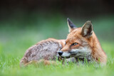 Close up of a red fox lying on green grass in summer