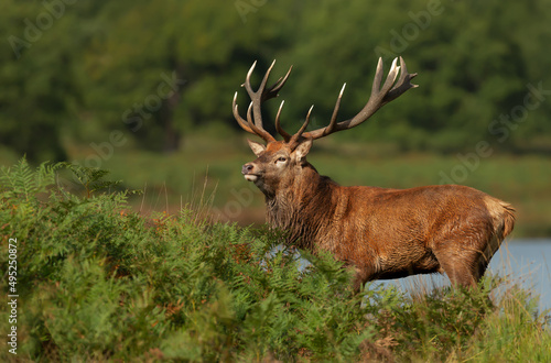 Red deer stag standing in ferns by a pond