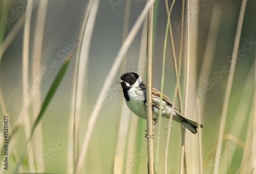 Close up of a perched common reed bunting photo