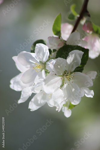 White apple blossoms on a background of pink buds. Apple blossom in the orchard.