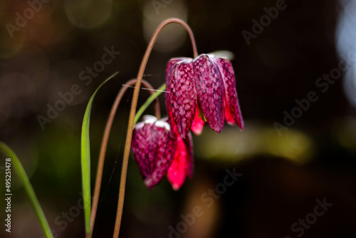 Fritillaria meleagris photo