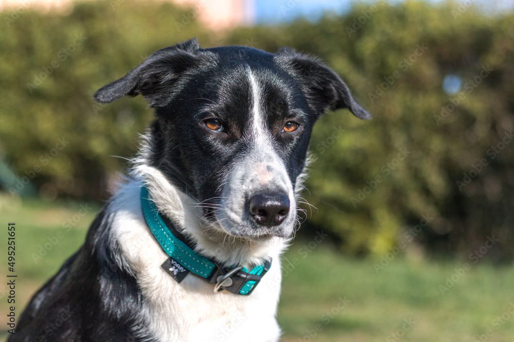 border collie border collie