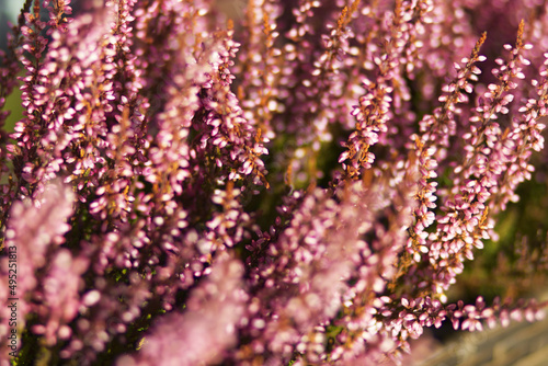 Heather flowers in closeup