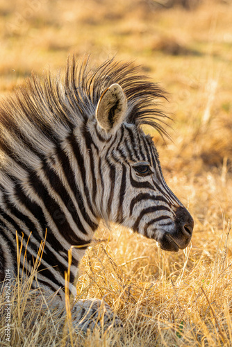 Plains Zebra foal  Kruger National Park