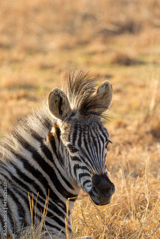 Naklejka premium Plains Zebra foal, Kruger National Park
