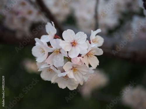 夕暮れに浮かび上がる桜