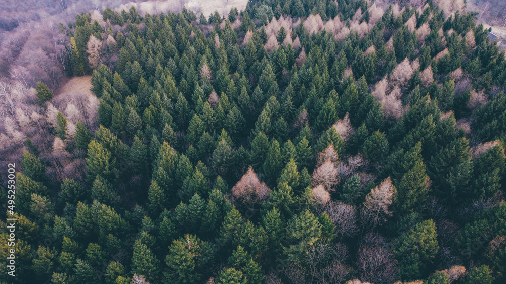 Aerial view of green coniferous forest in the mountains. Evergreen trees in the Italian Alps, view from above. Natural parkland background.