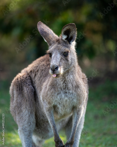 Grey Kangaroo sticking tongue out