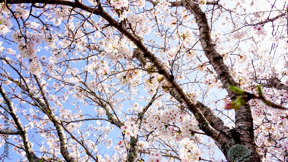 大分県日田市の桜