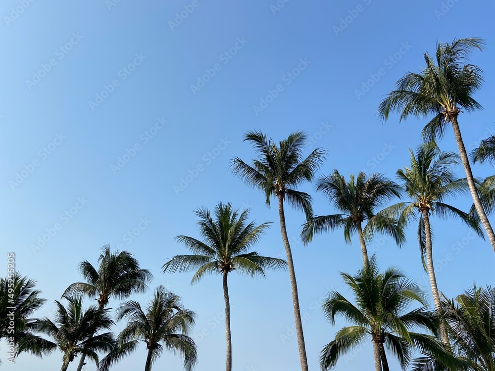 nice tropical with blue sky, palms tree, green leave