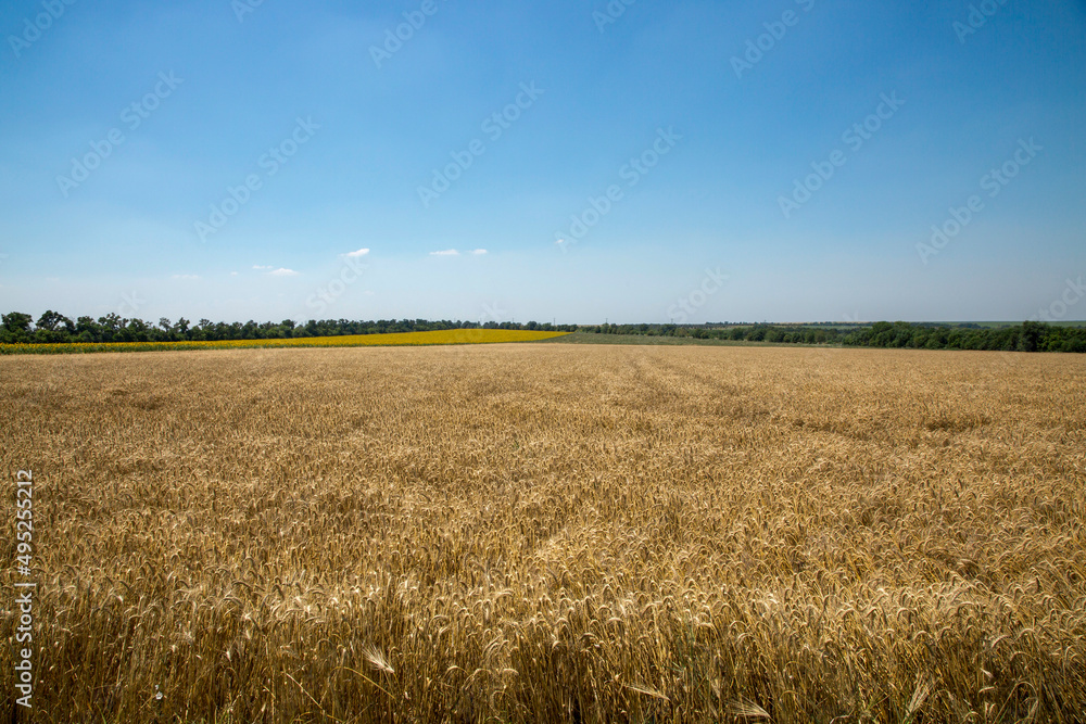 Rural landscape with a big wheat field and blue sky