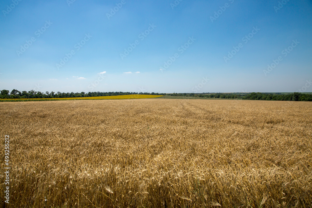 Rural landscape with a big wheat field and blue sky Rural landscape with a big wheat field and blue sky