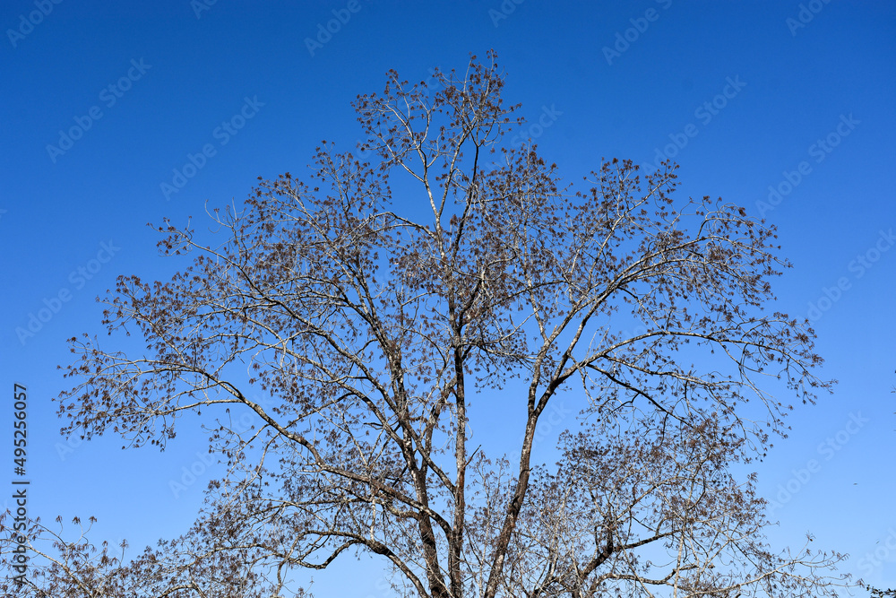 Picturesque himalya silver birch tree, deep blue sky Picturesque himalya silver birch tree, deep blue sky