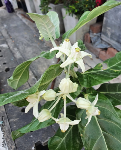 Giant Indian Milkweed has white flowers that plants with dark green leaves. Scientific name: Calotropis gigantea (Linn.) R.Br.ex Ait. Complete flower have filaments fused together to form a crown
 photo