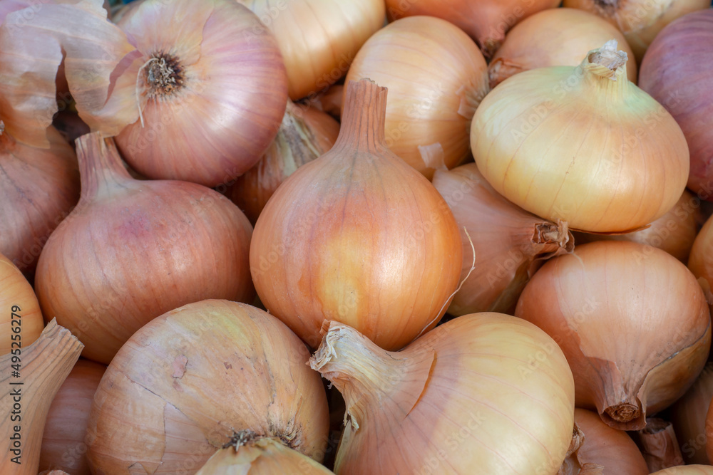 Onion close up. Bulbs, fresh crop of onions. Onion close up. Bulbs, fresh crop of onions.
