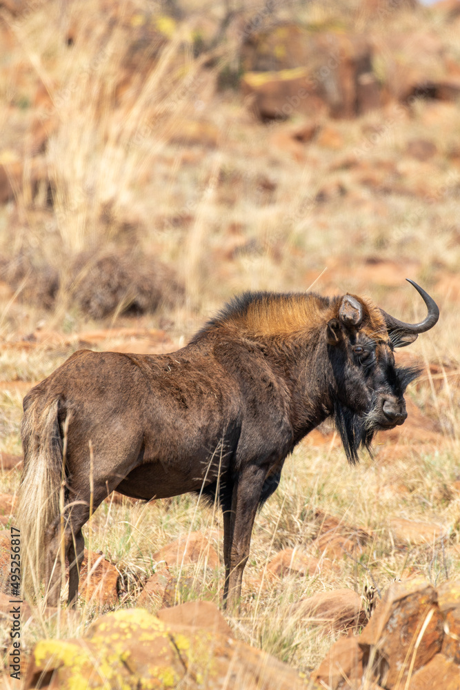 Fototapeta premium Black Wildebeest, Mountain Zebra National Park