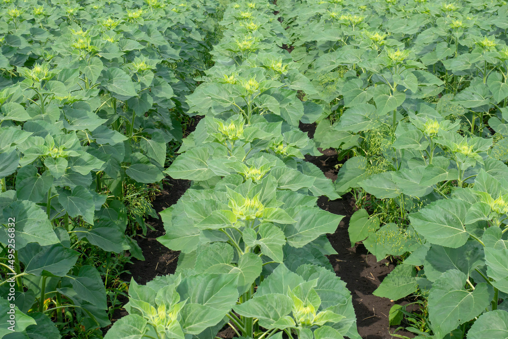 Green field of sunflowers. Even rows of young growing sunflowers. Agriculture.