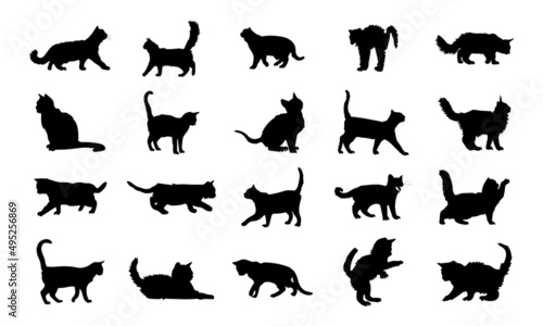 Vector silhouette of a cat on white background.