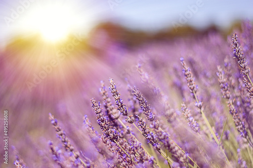 Fototapeta Naklejka Na Ścianę i Meble -  Lavender bushes closeup on sunset. Sunset gleam over purple flowers of lavender. Provence region of Italy