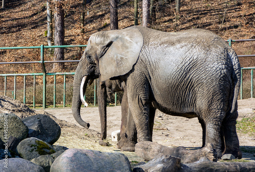 Photography Two elephants in a yard in the middle of the forest