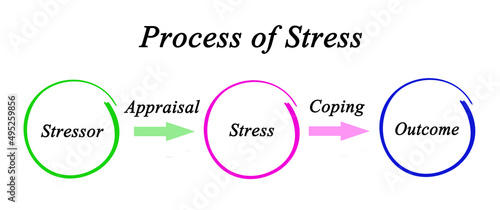 Components of Process of Stress