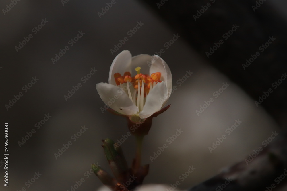 Fototapeta premium bouton fleur de cerisier