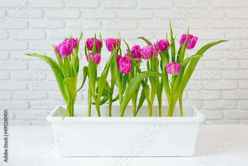 Purple tulips grow in a flowerpot on a light background