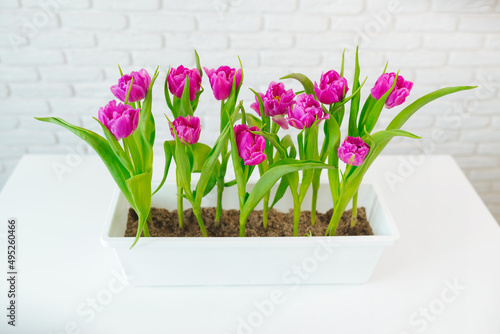 Purple tulips grow in a flowerpot on a light background