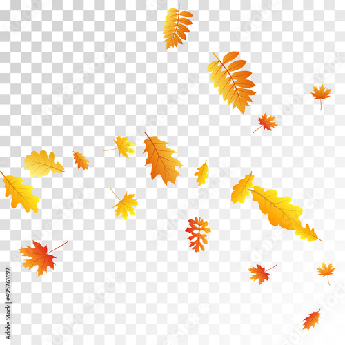 Oak, maple, wild ash rowan leaves vector, autumn foliage on transparent background.