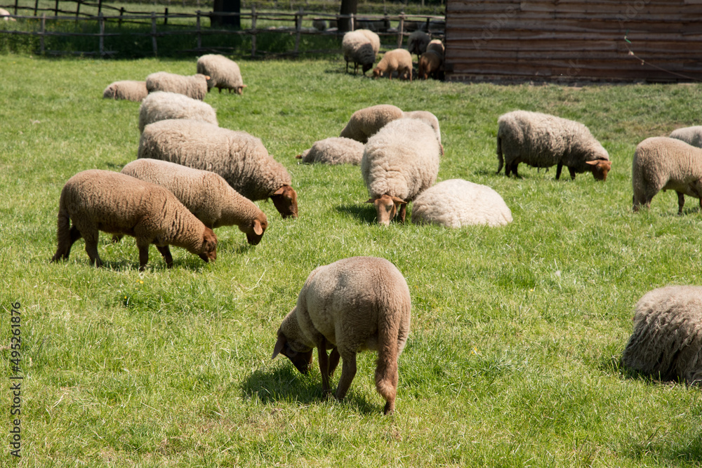brown sheep graze on an open green meadow in a farming area, rural life, brown sheep graze on an open green meadow in a farming area, rural life,